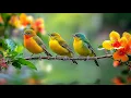 Download Lagu Relaxing Piano and Bird Sounds | Beautiful Nature Ambience for Peaceful Mind