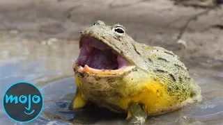 top 10 weirdest things animals have evolved to do