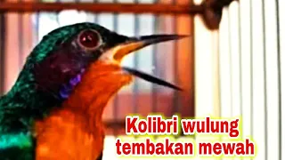 Download Masteran kolibri wulung tembakan mewah  #kicaumantap #kicaumania #salamkicau MP3