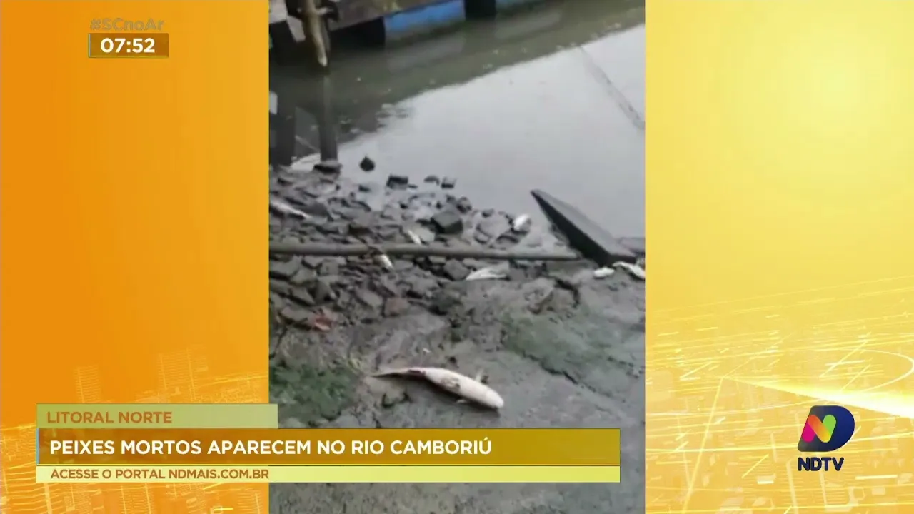 Peixes mortos aparecem cada vez mais em Camboriú; veja o vídeo