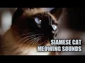 Siamese Cat Meowing Sounds Siamese Cat Noises