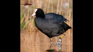 صوت دجاج الماء نغمه راقيه ومجربه 