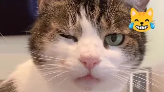 Funny cats 😺😹