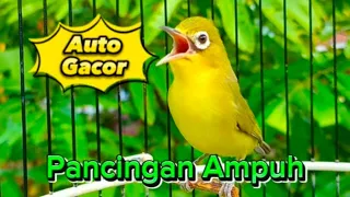 Download KECIAL KUNING GACOR PANCINGAN AMPUH UNTUK KECIAL MACET MALAS BUNYI MP3