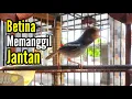 Lagu Pancingan PRENJAK BETINA Memanggil PRENJAK JANTAN Suara jernih, cocok juga buat MASTERAN.