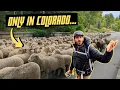 Download Lagu RV Life In Durango Colorado (Small Town Colorado Festival)
