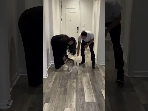 ¿Cómo te trata tu PERRITO después de un viaje? Así recibe Sapphie a sus papás 🐶