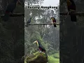 Download Lagu Suara burung Rangkong #pets #animals #animal #hewan #binatang #rangkong #enggang #burung #hornbill