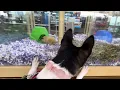 Basenjis Explore Pet Supermarket after the vet