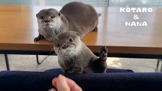 どっちかなゲームで外しすぎてムキになるカワウソ　Otters Get Annoyed with Pick-A-Hand Game