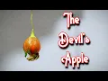 Download Lagu MANDRAKE FRUIT - Tasting The Forbidden Fruit of The Mandrake Root - Weird Fruit Explorer