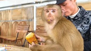 Monkey Kaka shares the joy of reuniting with dad while eating corn together