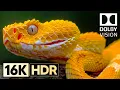 Download Lagu Next Level of Dolby Vision 16K HDR 240fps
