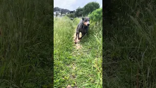 #fypシ #dream #pets #doberman #fyp