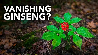 Why Is Wild Ginseng So Hard to Find?