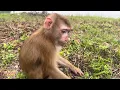 Download Lagu What will Monkey Kaka's future be like without a family to take care of her? Download Lagu What will Monkey Kaka's future be like without a family to take care of her?