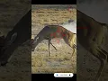 Download Lagu Why I Don’t Hunt With 6.5 Creedmoor #scopecam #deerhunting #bigbuck #shorts #viral #gunops #reddot
