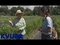 Keep Austin Local Boggy Creek Farm in East Austin KVUE
