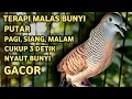 Download Lagu Perkutut Lokal Gacor Suara Super Kristal - Pancingan Malas Bunyi  (99%AMPUH BANGET)