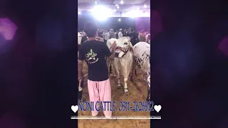 noni al alen cattle farm 2022 sale bachra rs180 bachria rs 220 0311 2626912 03112593333