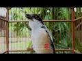 Download Lagu 1 JAM Tanpa Iklan Pancingan Suara Cendet GACOR❗Masteran Suara Cendet Juara FULL Isian TERBAIK