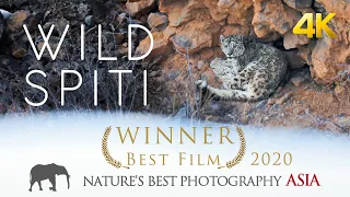 Download WILD SPITI - The Ghost Of The Snow | Award Winning Snow Leopard Documentary MP3