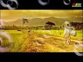 Download Lagu Tony Q Rastafara--Anak Kampung (LIRIK)