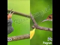 Download Lagu Suara burung Prenjak betina