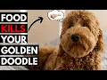 15 Most Toxic Foods For Goldendoodle - Should Never Eat