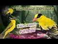Download Lagu Masteran burung kepodang|Sekali dengar Kepodang jenis apapun pasti respon bunyi