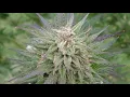 Harvesting White Widow Cannabis Plant 2020