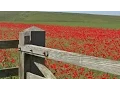 Download Lagu ASMR Bird Sounds Relaxation - Calming Skylark Bird Song \u0026 Beautiful Poppy Fields