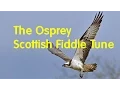 Lagu Osprey - Scottish Fiddle Violin Tune