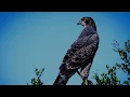 Download Lagu Suara Elang Mencari Mangsa, Anak Elang, Ibu Elang - Sound Effect - No Copyright