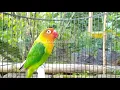 Download Lagu Lovebird full Ngetik Ngekek panjang!! pancingan Lovebird ngetik ngekek ampuh