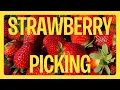 Perth s Best Pick-Your-Own Strawberry Farms Perth is OK