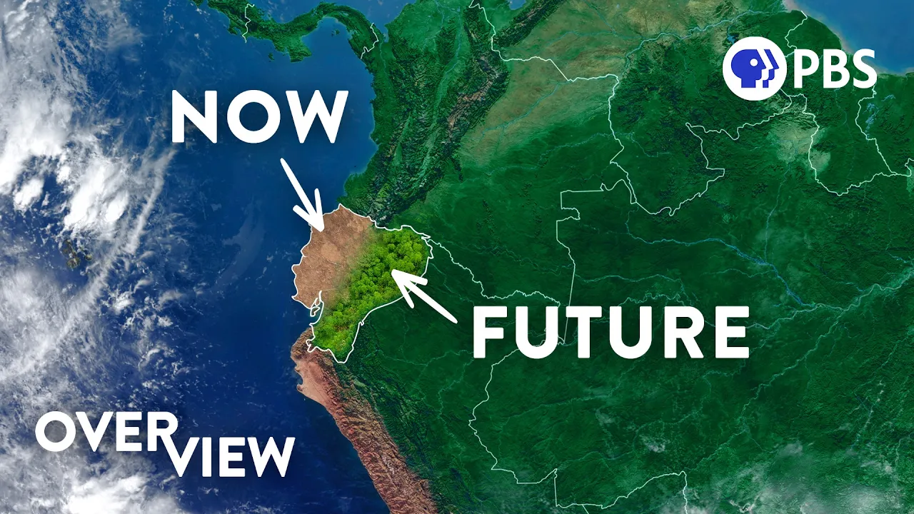 Why This Unusual Pattern May Save the Rainforests