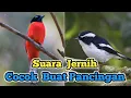 Download Lagu 🔊 .Pancingan Suara Burung Luntur Putri VS Sikatan Full Gacor .
