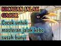 Download Lagu BUKA SUARA | Masteran Jalak Kebo Mata Kuning,Putar Suara Ini Pagi Sore Dan Malam Hari.Di Jamin Gacor