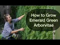 How to Grow Emerald Green Arborvitae