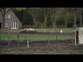 Download Lagu Van één ei tot 65 gewassen: Herenboerderij Goedentijd hoopt 500 monden te kunnen voeden
