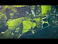 Lagu Aangifte bedreiging namens Markiezeneik
