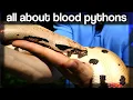All about Blood Pythons GX3 Reptiles