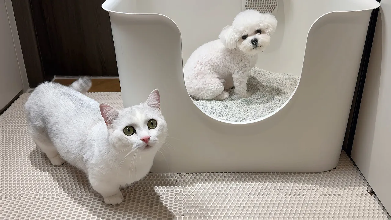 강아지에게 화장실을 빼앗긴 고양이