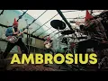 Gnome - Ambrosius