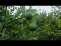 Download Lagu Natural Lemon Tree Footage | Lemon Garden No Copyrights | NVS Record