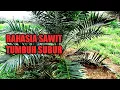 Download Lagu rahasiah sawit tumbuh subur