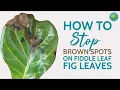 How to Treat Brown Spots on Fiddle Leaf Fig Leaves Save Your Plant Fast