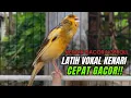 Download Lagu Masteran Kenari PAUD Super BUNYI Dijamin Cepat Gacor! \u0026 agar Kenari diam agar bunyi \u0026 gacor