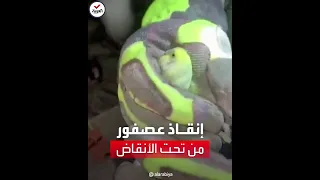 شاهد فرق الإنقاذ تخرج عصفورا من تحت الأنقاض في تركيا 